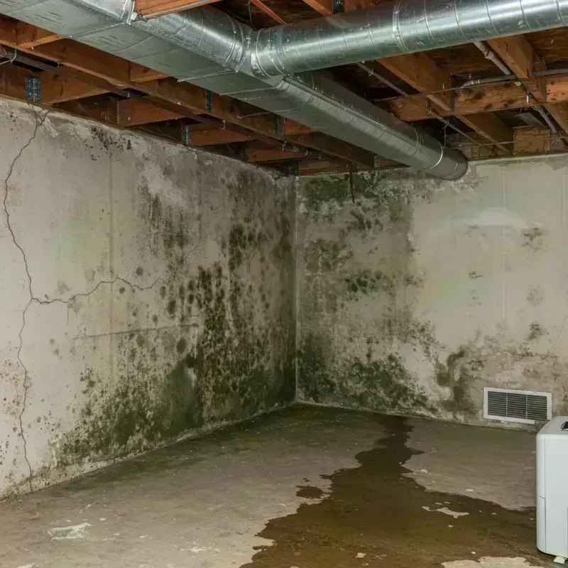 Professional Mold Removal in Weld County, CO